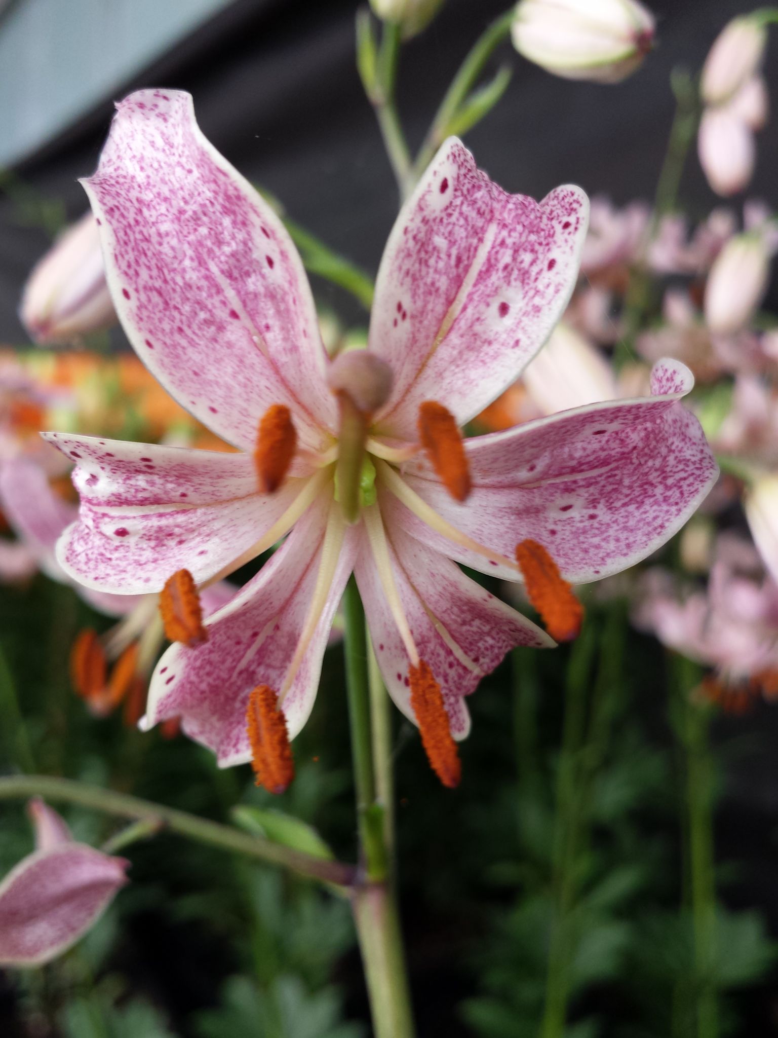 Martagon Pink  Morning Lily  from the Gold Medal winning 